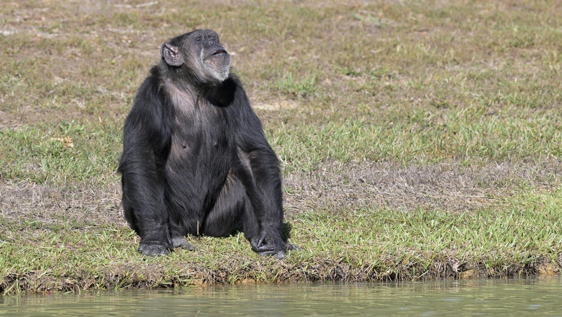 Northwest Louisiana is home to largest chimp sanctuary | Food ...