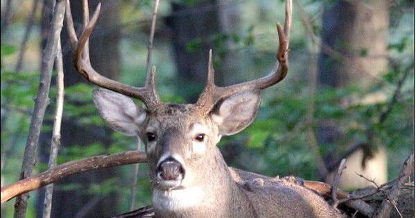 North Louisiana hunters are urged to help spot deadly Chronic Wasting Disease in deer