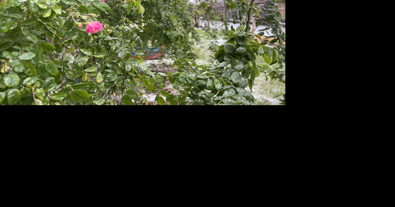 Did northwest Louisiana's freeze kill your plants, trees? Maybe not. Don't toss them yet.