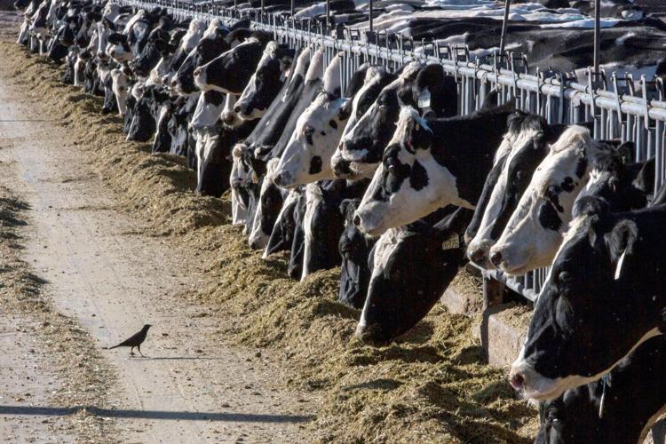 Bird flu is in Louisiana. How did it get here? News