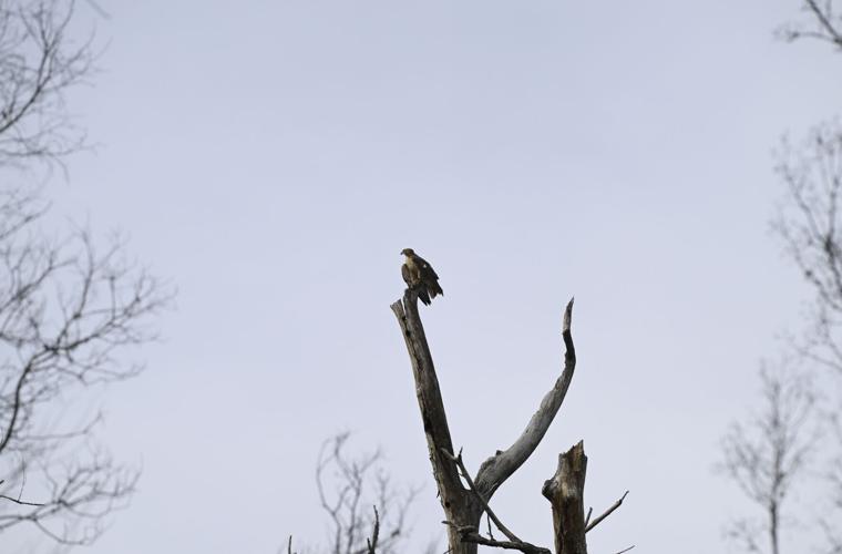 A day in the life of a north Louisiana falconer Food & Entertainment