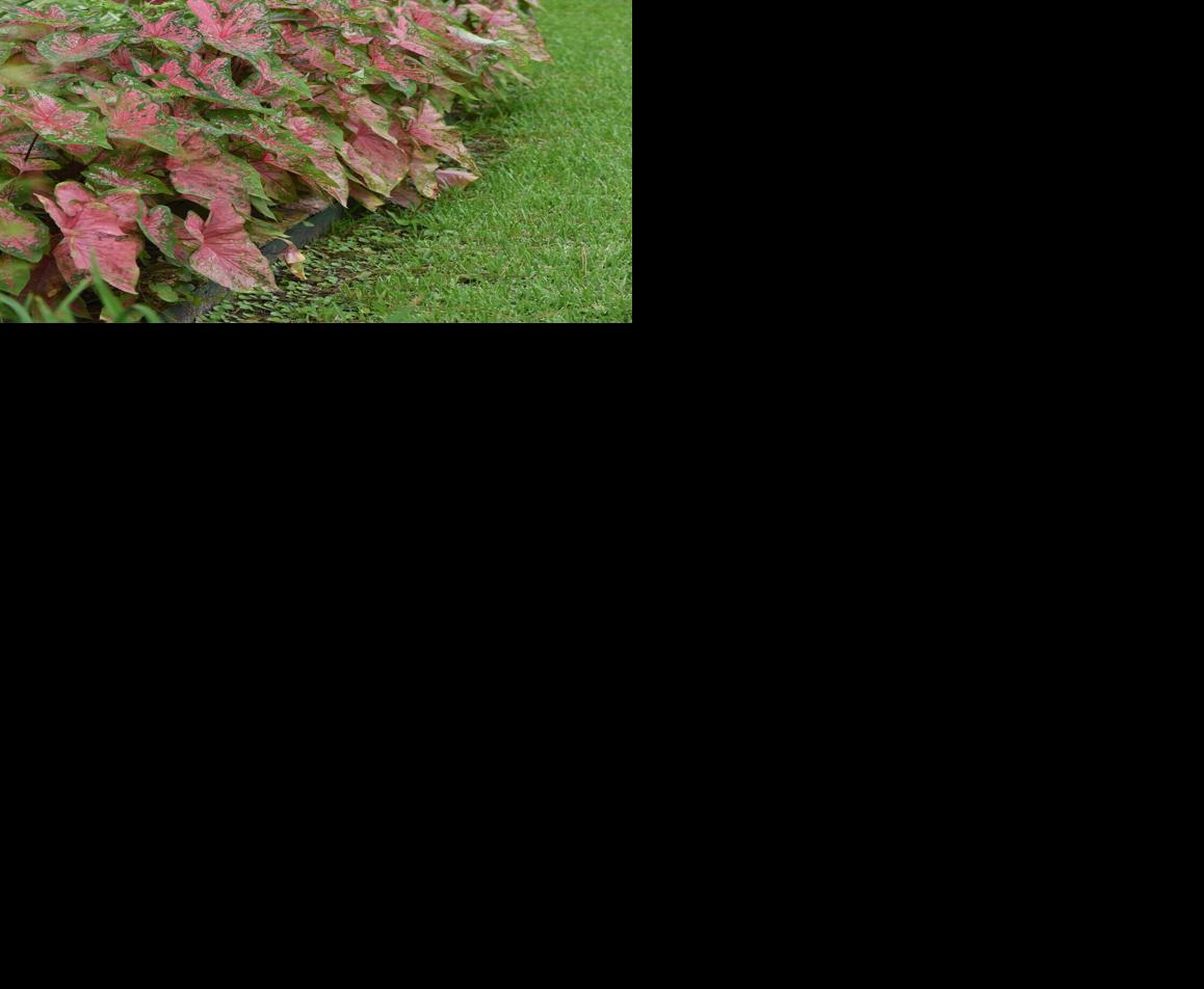 Caladiums' riot of color foliage will rebloom for years | Food ...