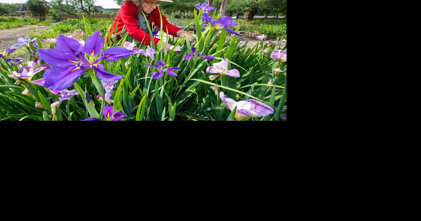 It's time to plant irises that bring a riot of spring color | Food ...