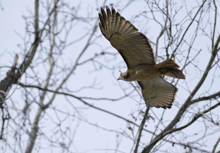 A day in the life of a north Louisiana falconer Food & Entertainment