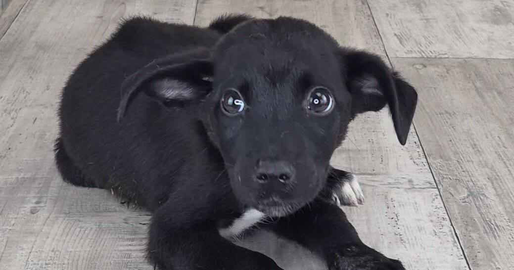 Caddo Animal Shelter faced with late summer dog overload, help needed