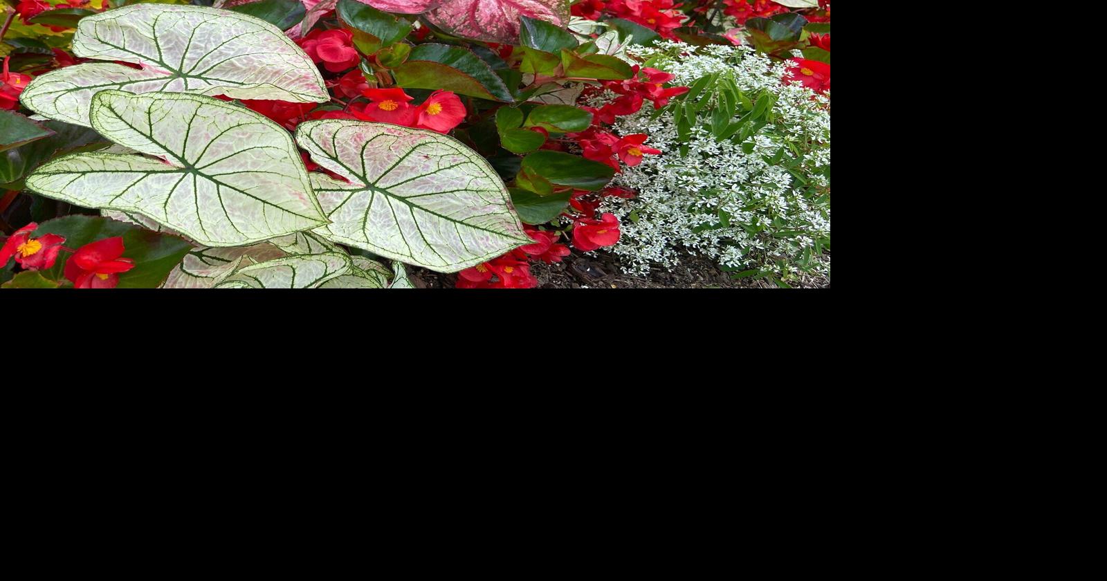 Caladiums' riot of color foliage will rebloom for years | Food ...