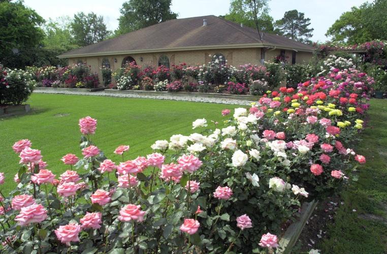 Spring Trim Roses Prune roses now to get the best blooms for spring | Food ...