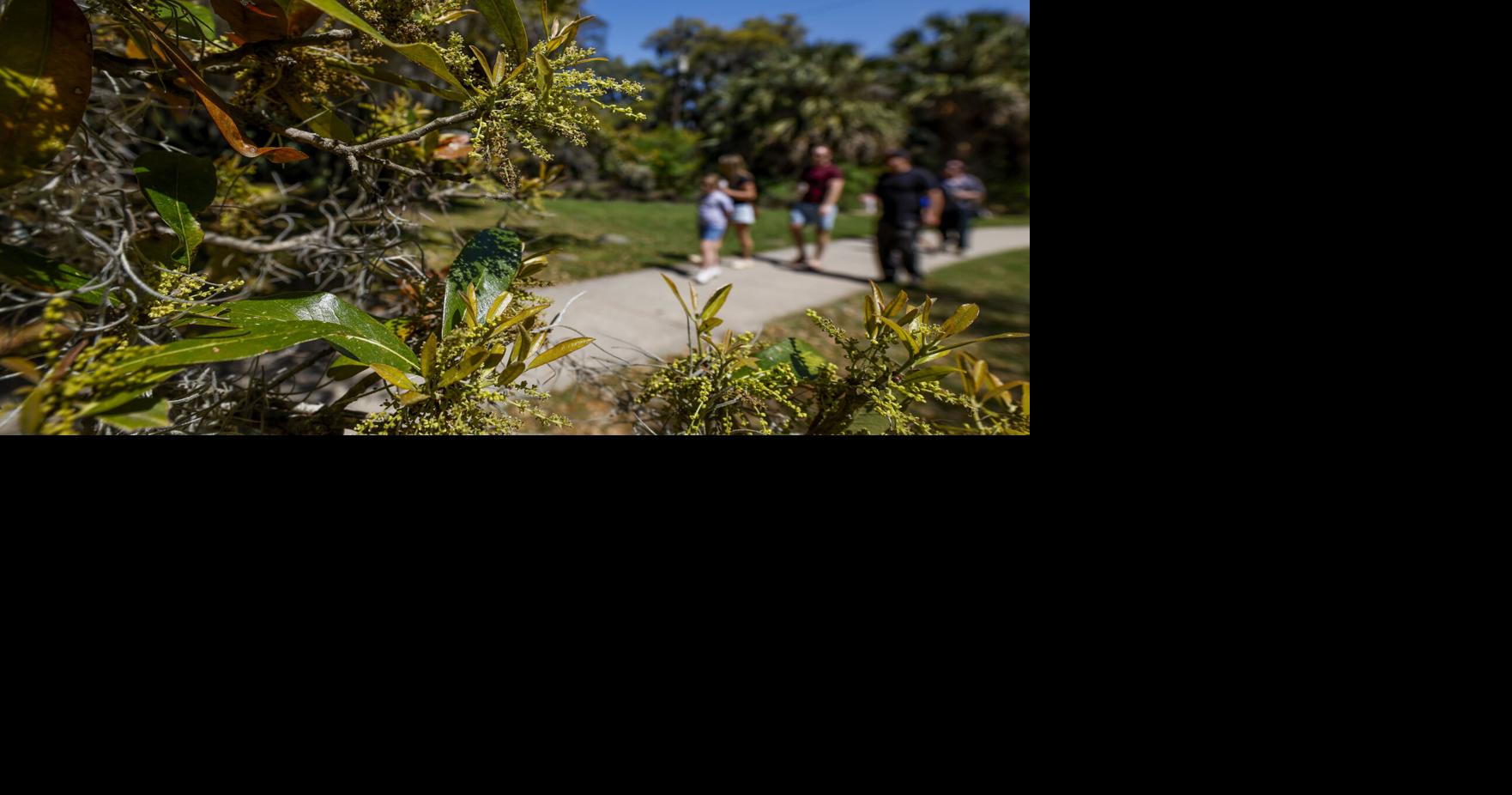 Like a 'greenish-yellow dust storm,' allergy season rolls into Louisiana. What's causing it?