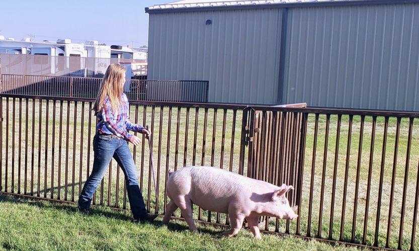 319 Iris Waltner hog