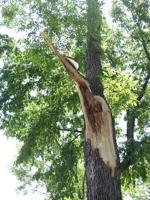 Caring for your trees after the storm
