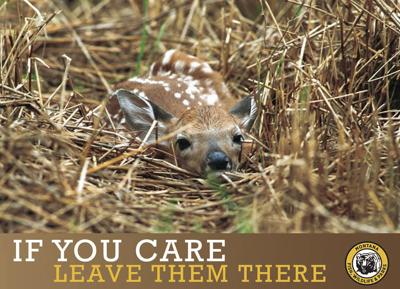 If you care, leave wild animals there