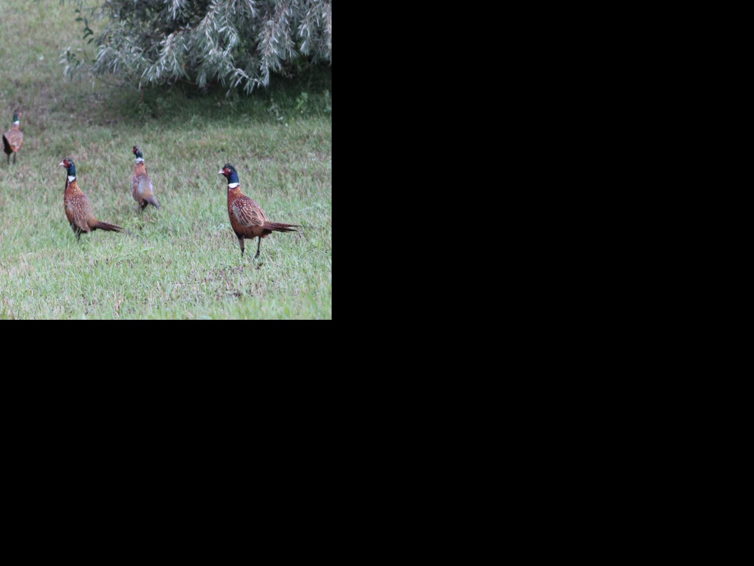 North Dakota Pheasants Forever focused on habitat as season opens