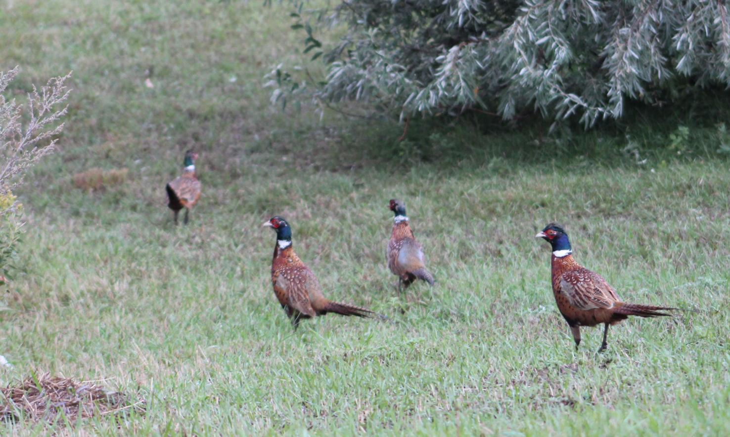North Dakota Pheasants Forever focused on habitat as season opens