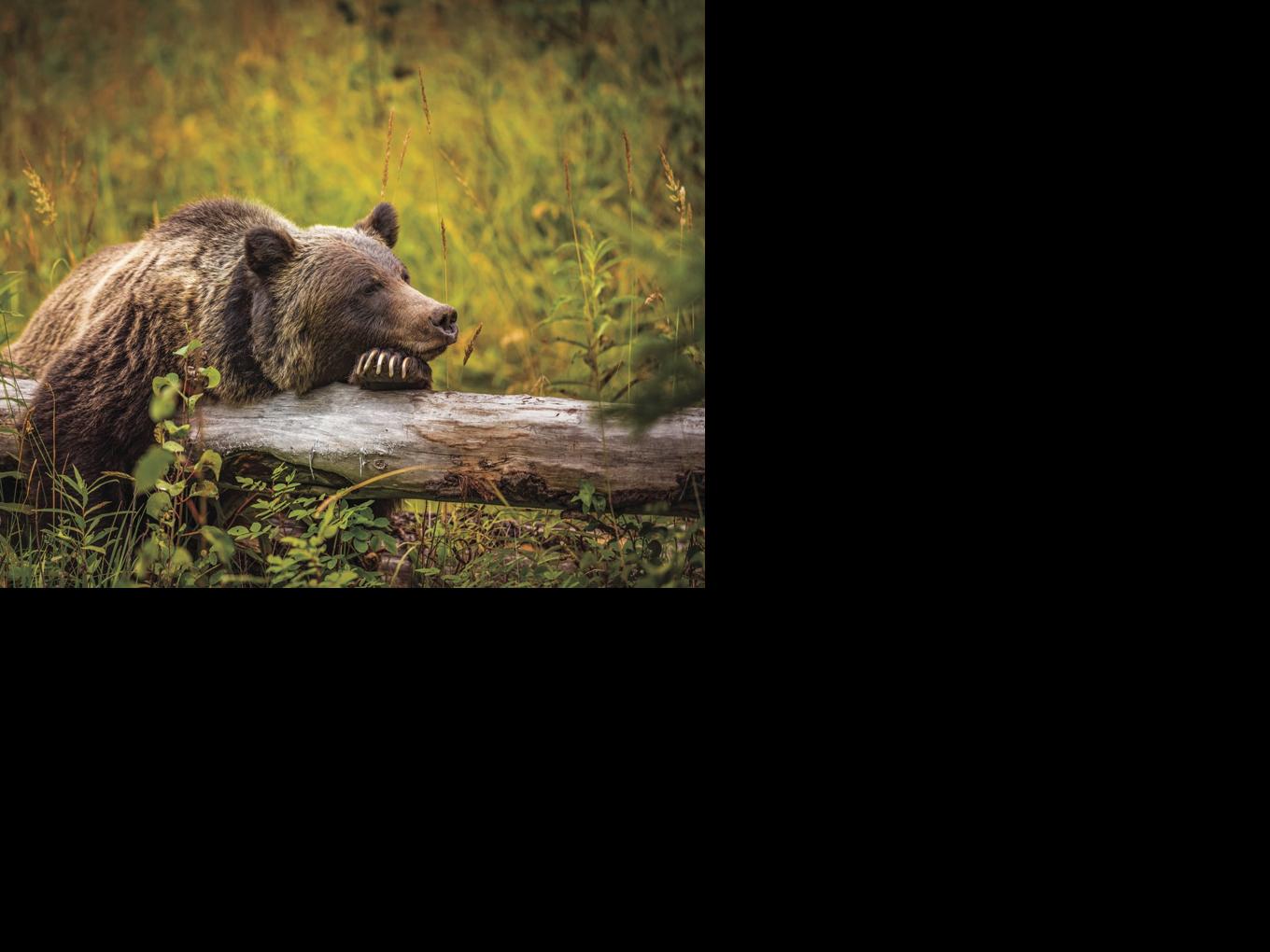 When deterring a bear, shotgun ammo is an ineffective solution with