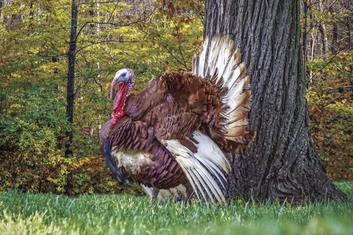 Spring turkey season opens April 11 in Montana Local News Stories