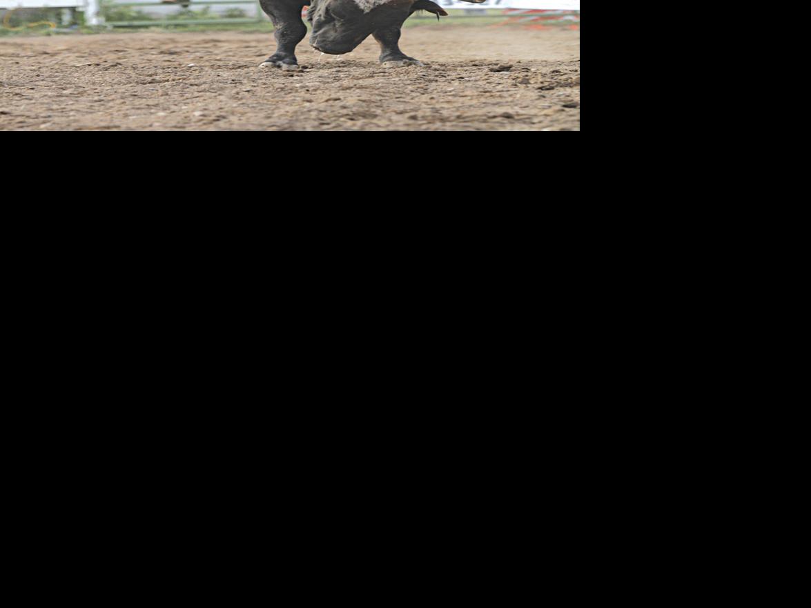 Saddle up for the Bull Blowout Local News