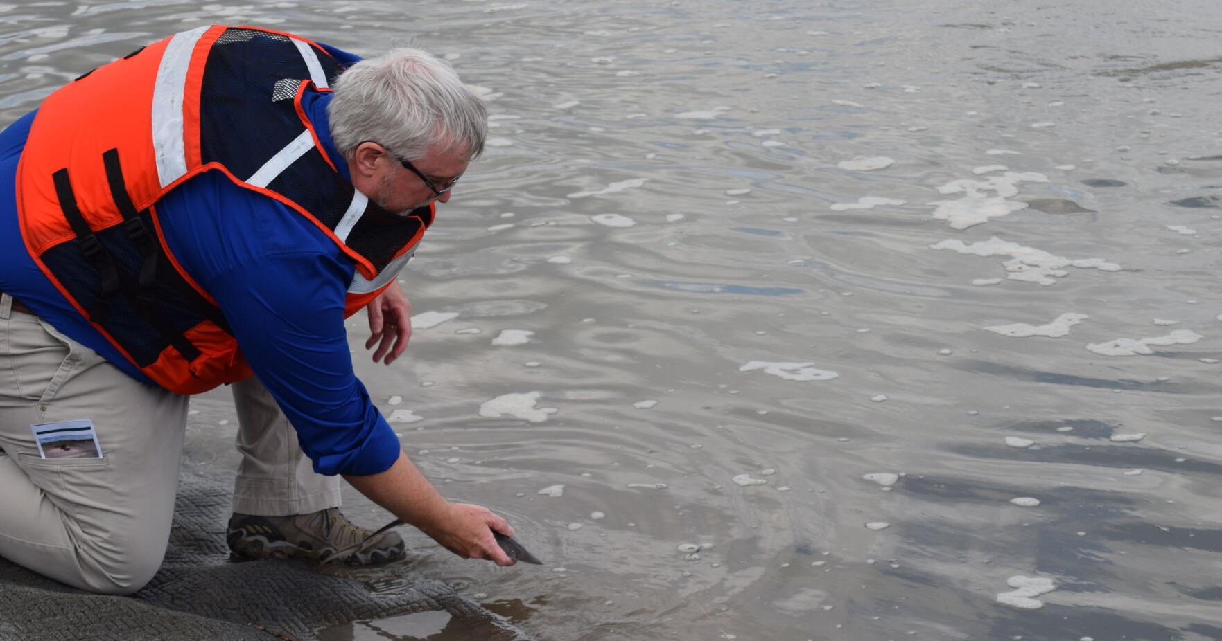 Pallid sturgeon released during fish bypass ceremony were part of a much larger release