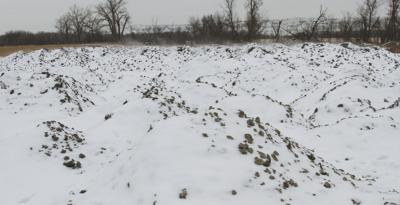 Sugar beets hauled off