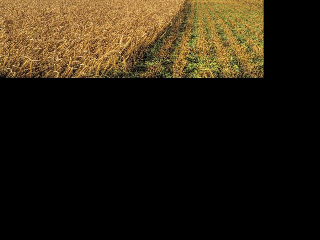 Montana continues to lead the nation in wheat, beef, pulse crops and