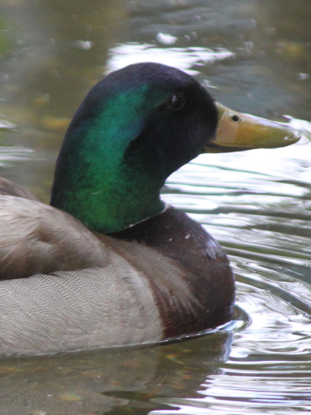 Hip Certification Required For Migratory Bird Hunters