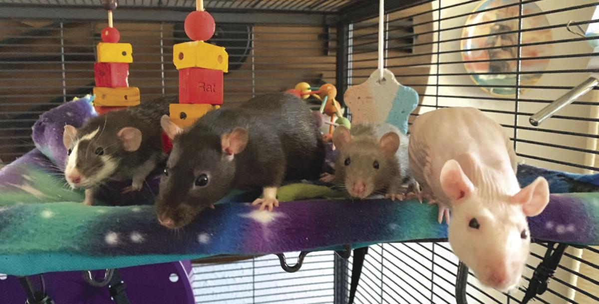 Meet Peach Just A Rat About Town Local News Sidneyherald Com,Salmon Skewers On The Grill