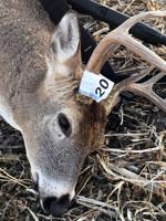 2022 ND Deer Season Set; Tags Drop by 8,000