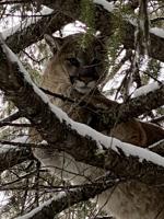 A Mountain Lion Bow Hunt