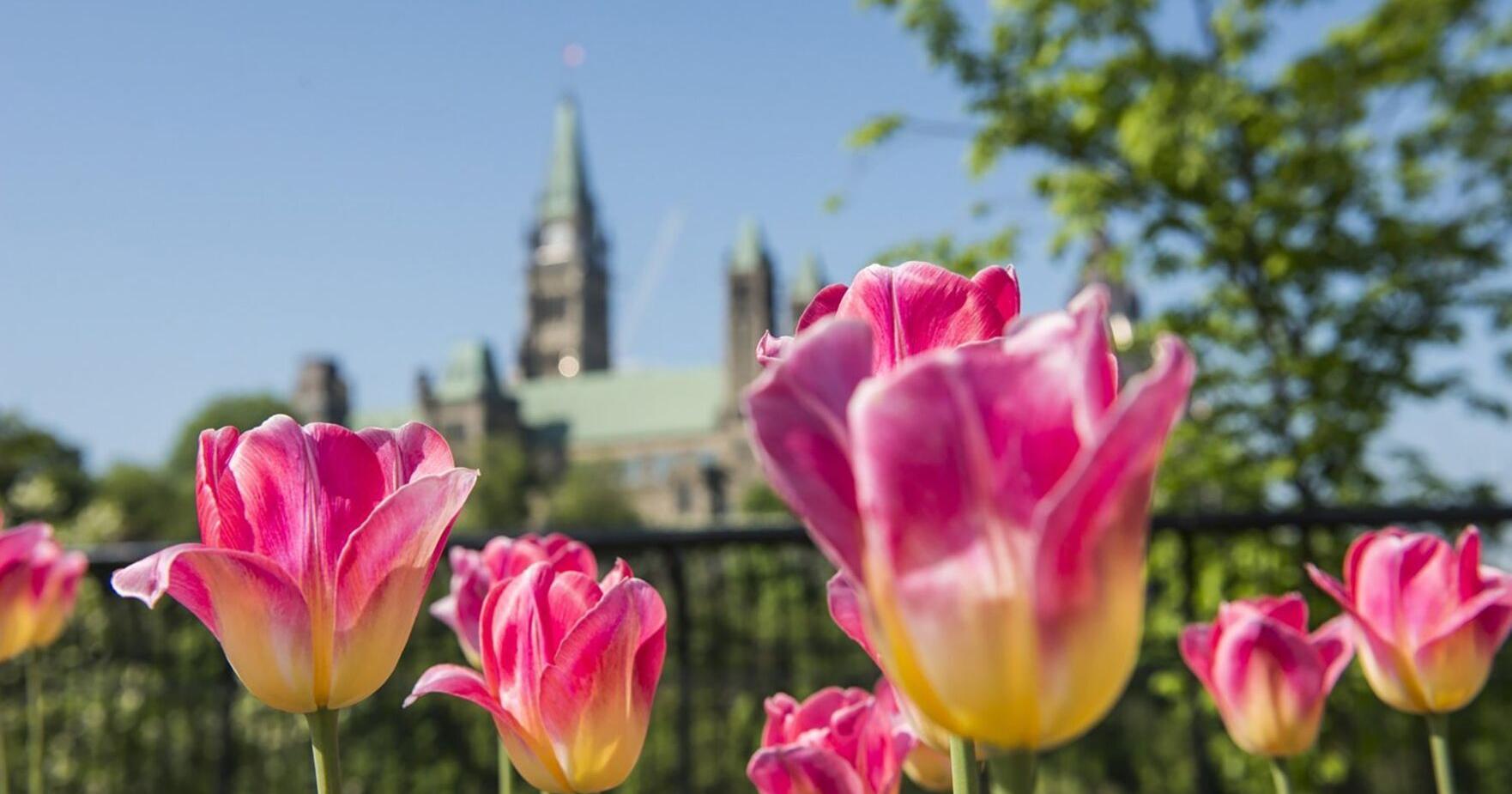 12 gorgeous flower festivals and floral shows in Ontario - Vimarsana News
