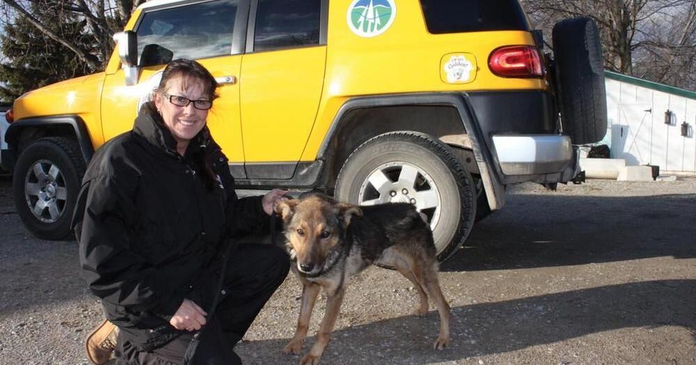 Abandoned dog with 'rotting' tail rescued