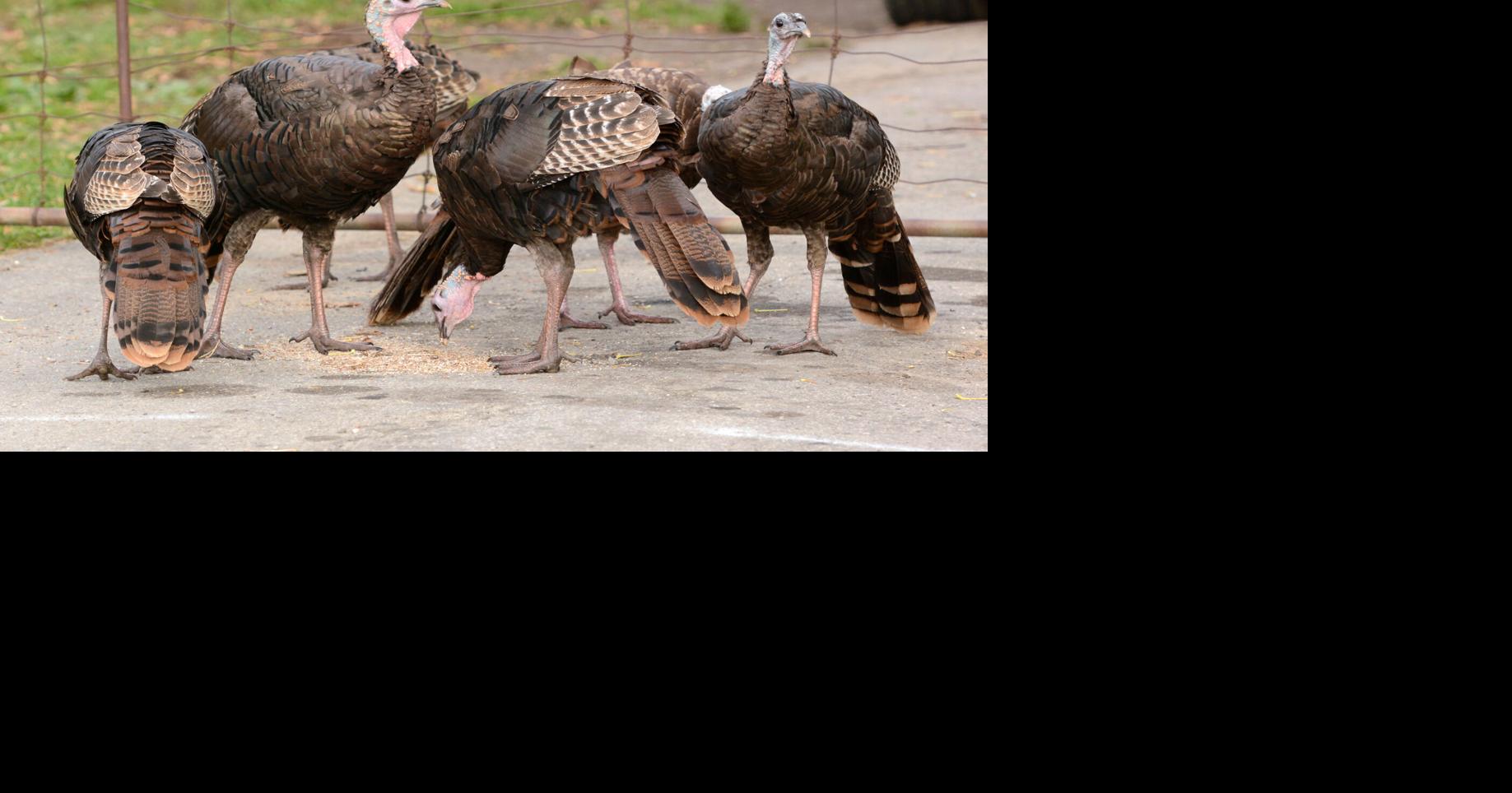 Quiz How much do you know about wild turkeys?
