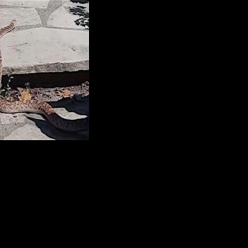 Wasaga Beach woman spots long snake in her garden