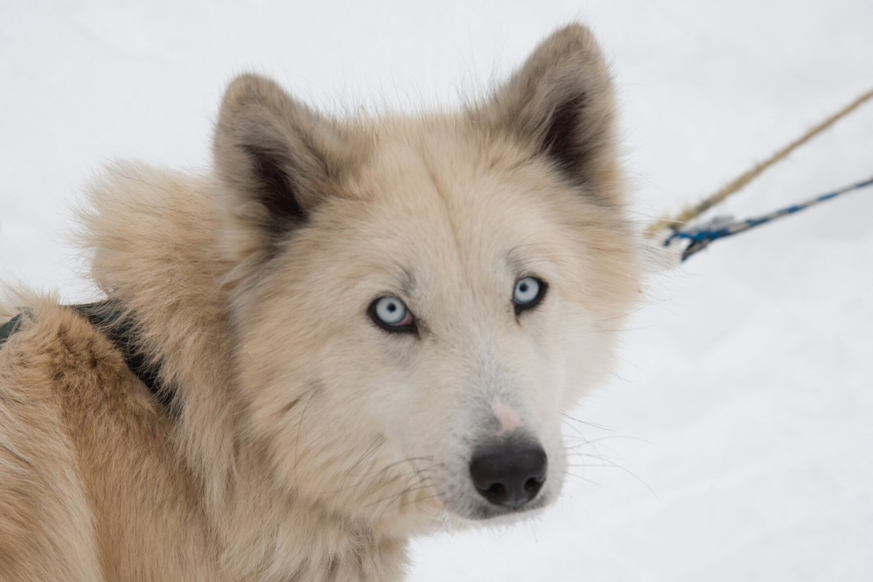 South simcoe hot sale siberians