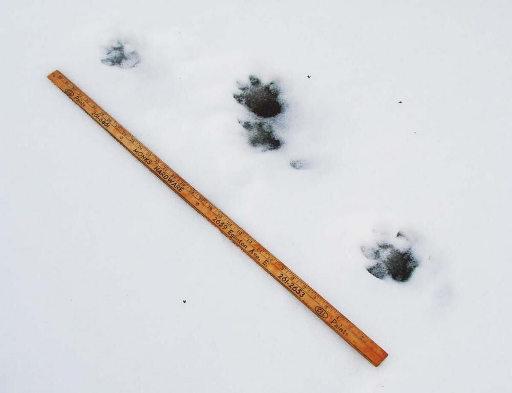 Woman alarmed by large animal tracks