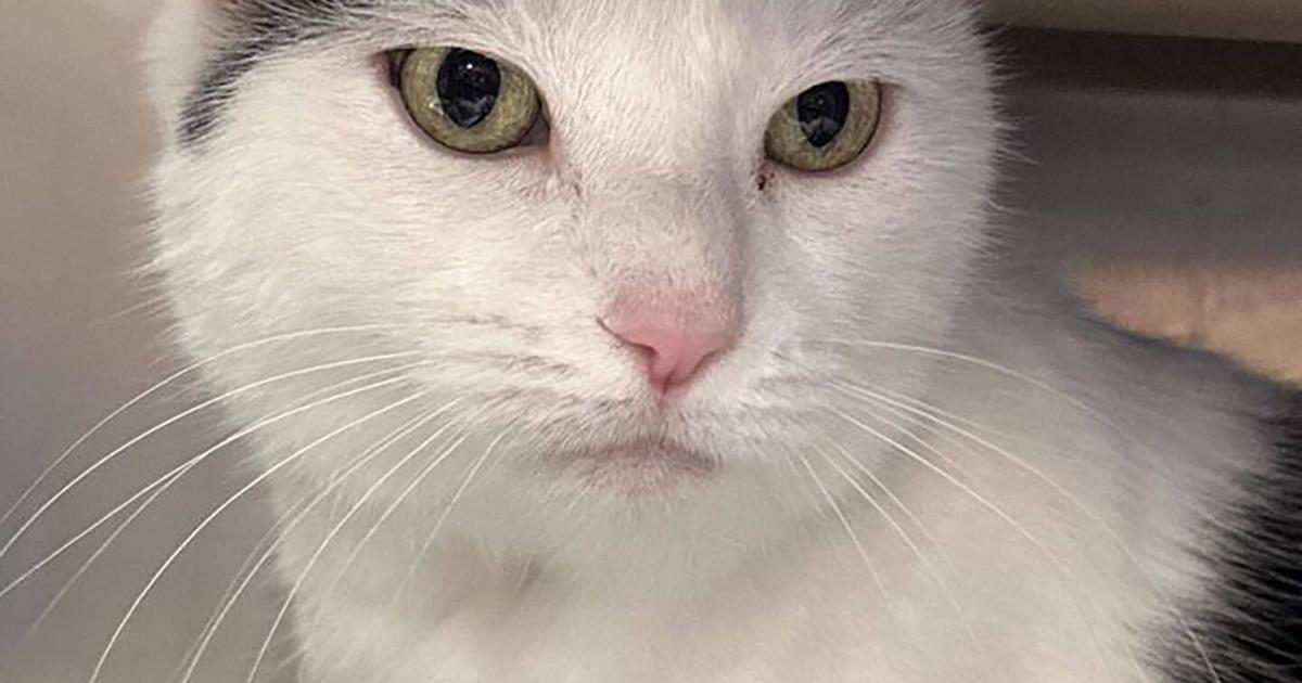 ADOPT ME! Patches is a cat with irresistible ‘purr-sonality’