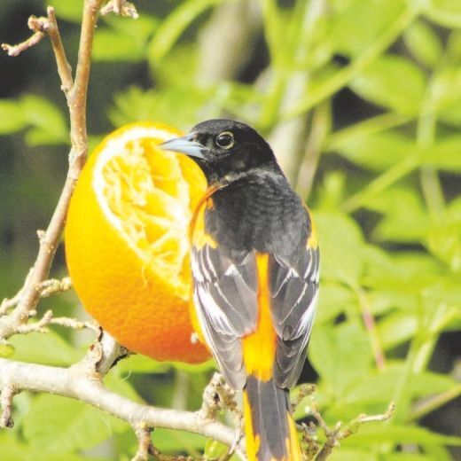 DIY: What You Need to Attract Baltimore Orioles to Your Yard, Mid-American  Gardener