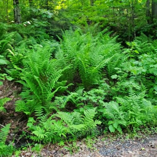 Exploring the biodiversity of Copeland Forest