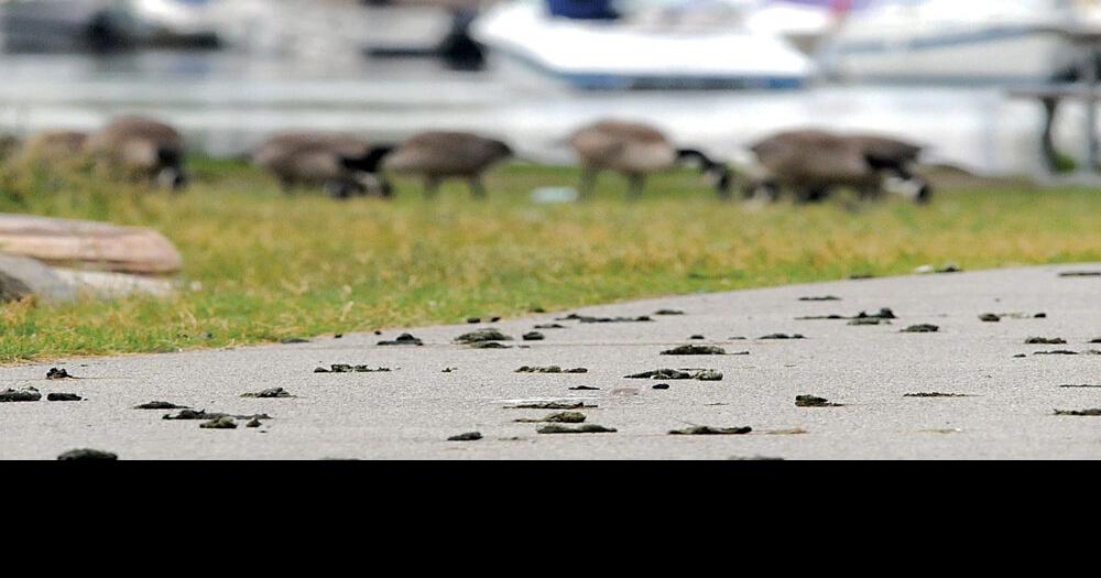 Geese winning Barrie goose poop battle