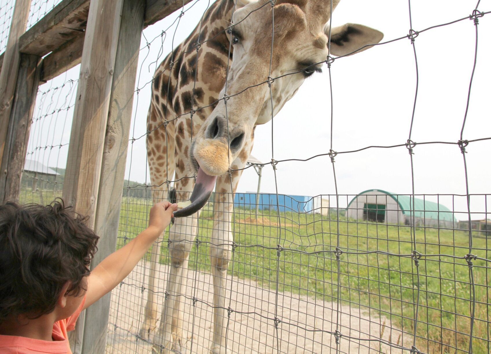 Animal Welfare Group Cites Elmvale Zoo Regarding Updating Rules   64b959a5c6b4d.image 