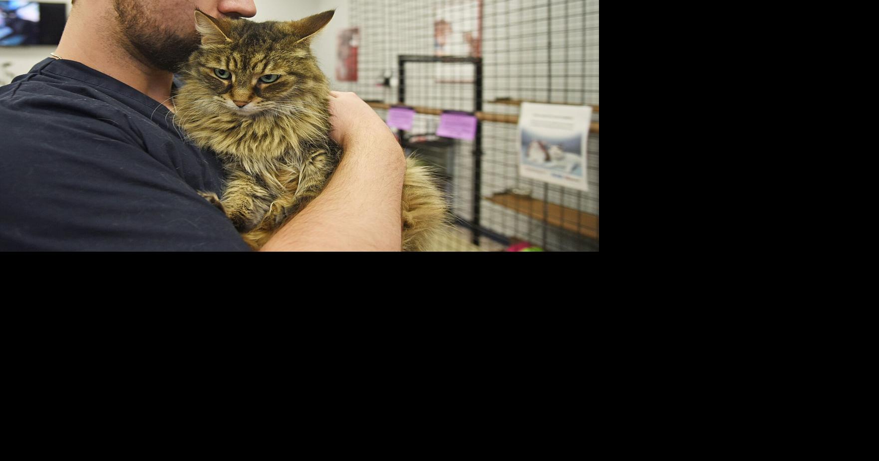 Purrrfect places to adopt a cat or kitten around Bradford