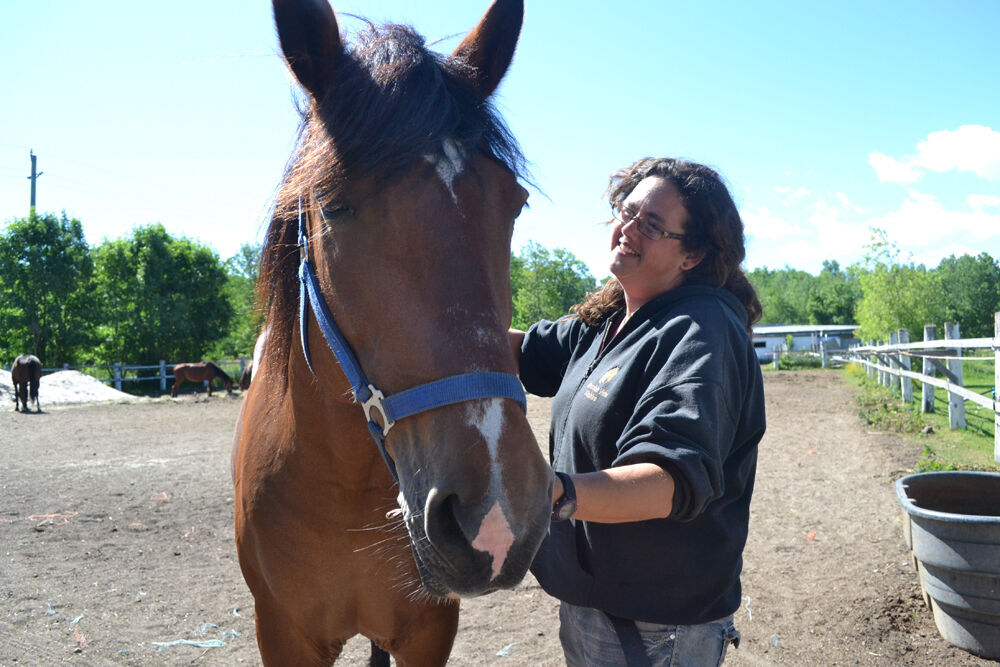 Blue Mountains stable gives unwanted horses a second chance