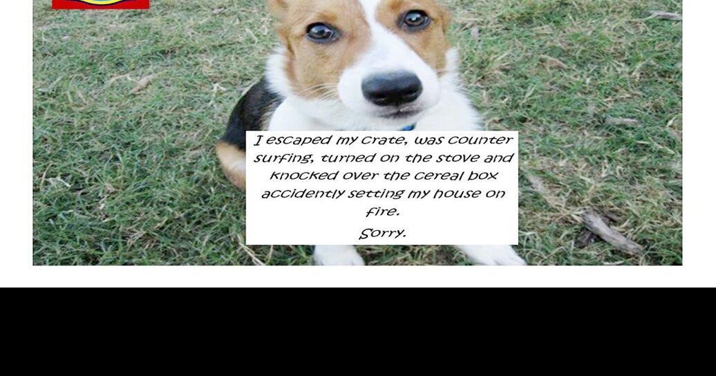 Dog breaks out of crate, starts fire in Barrie home