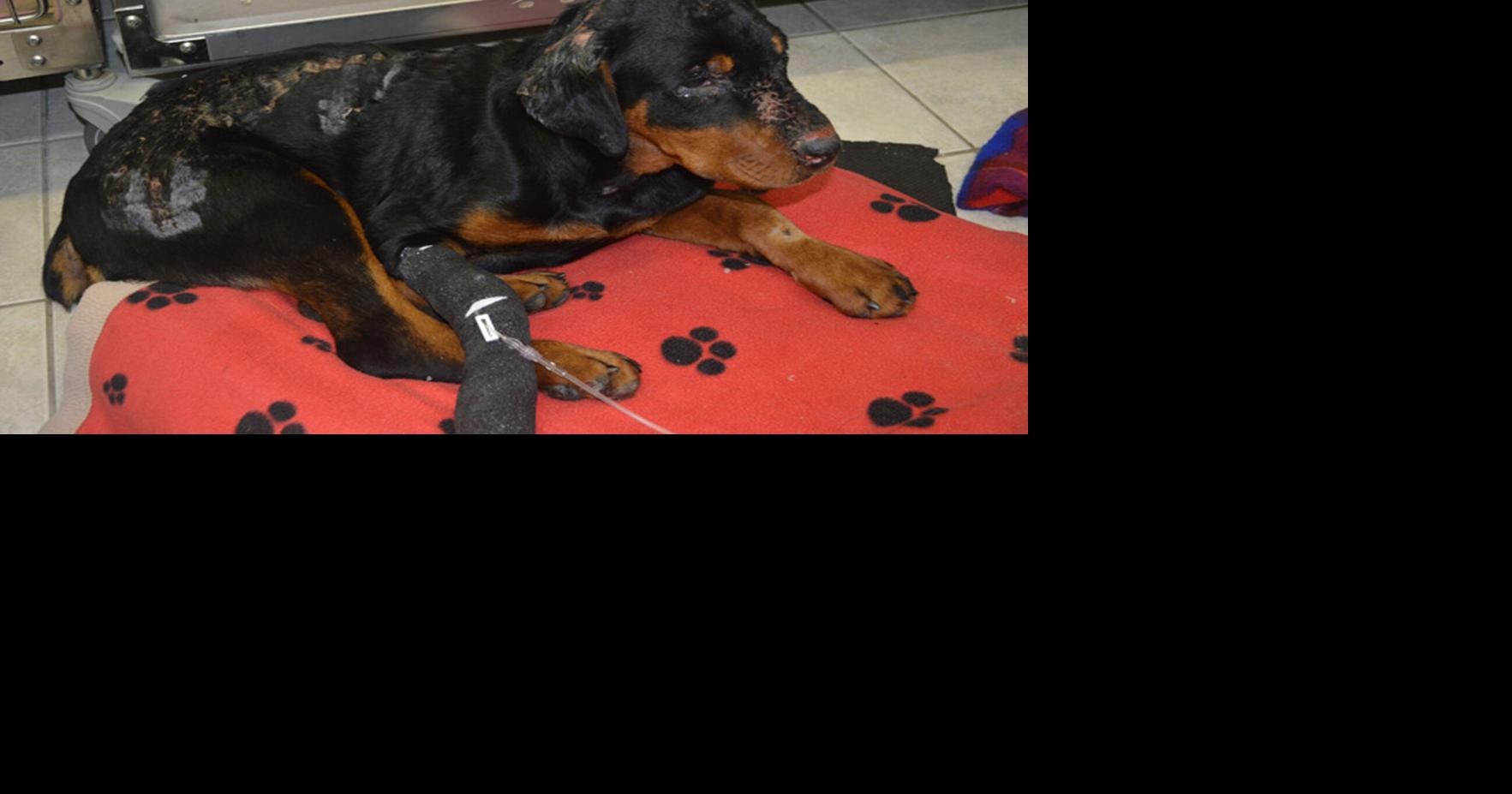 OroMedonte resident charged with animal cruelty