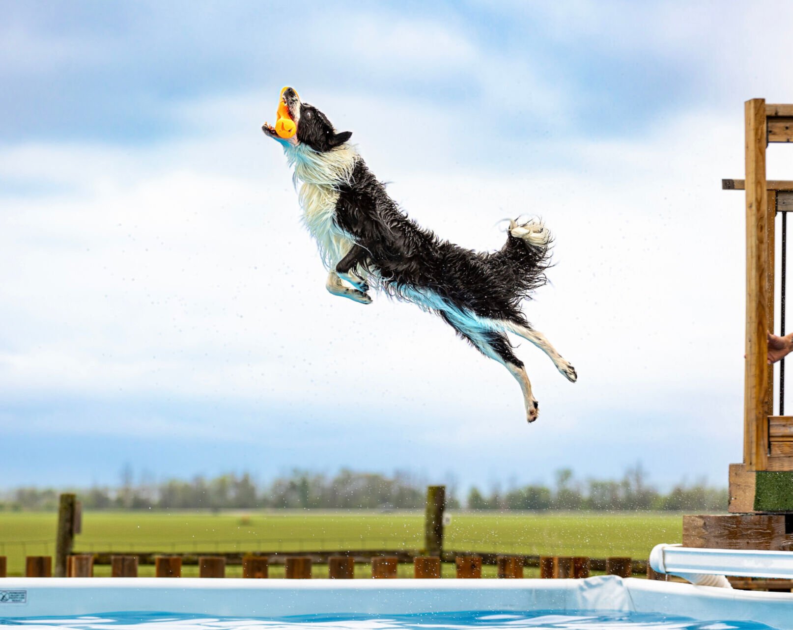 Bradford Border Collie Featured In Pet Valu S 2024 Calendar   655539bf36fc3.image 