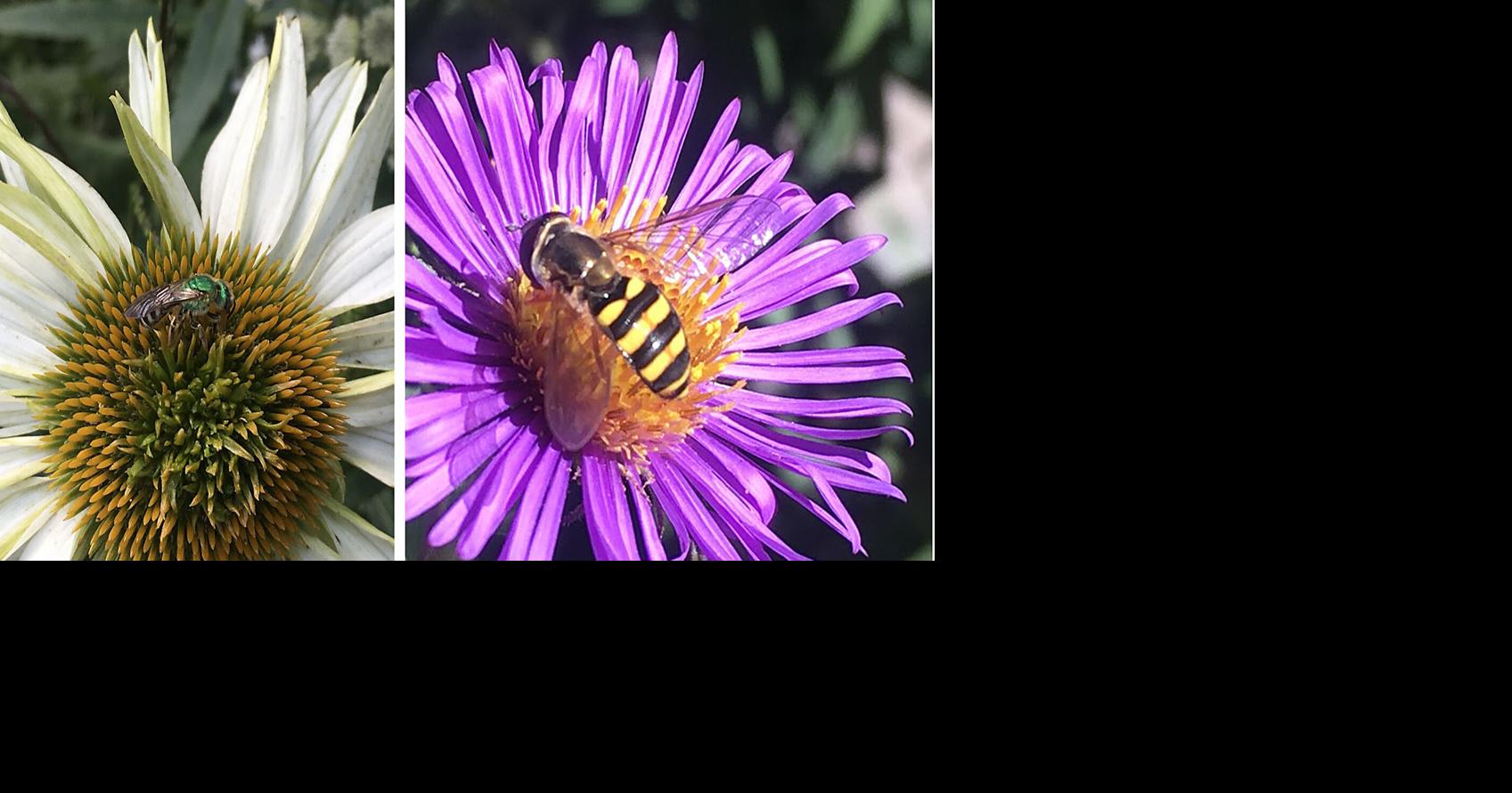 Native plants are best for pollinator gardens