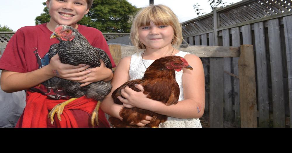 Collingwood family keeping banned backyard chickens pushes for changes