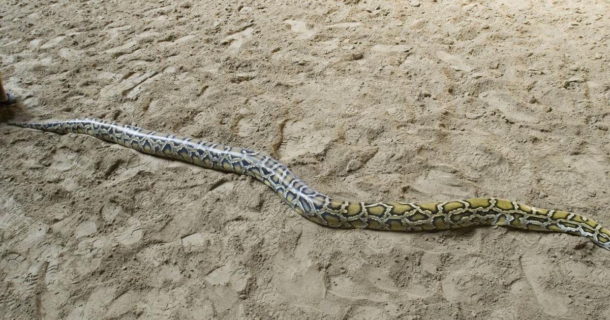 Midland woman finds 10-foot-long snake in living room