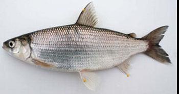 You can now catch lake herring from Simcoe