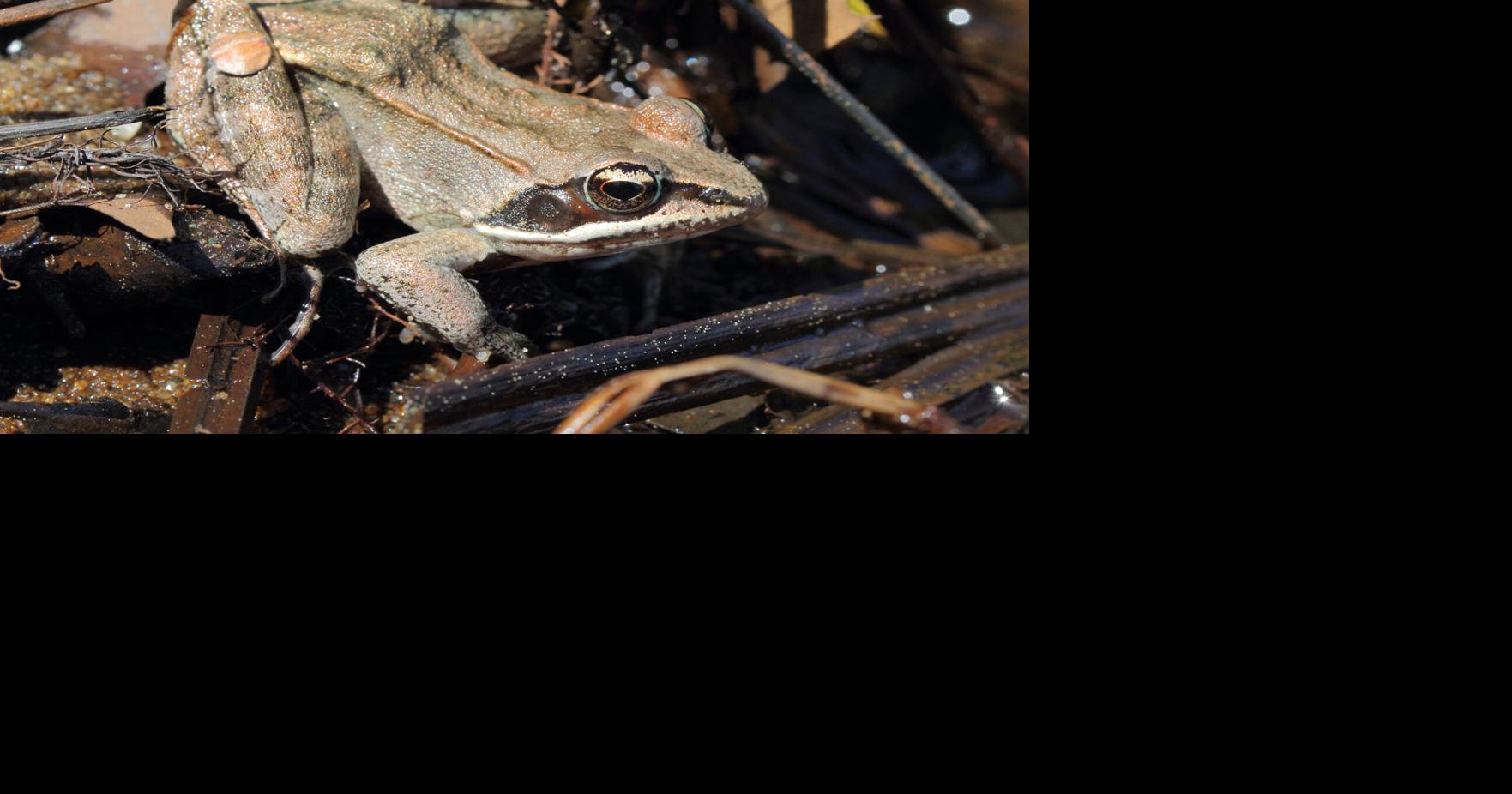 Keep eye out for reptiles, amphibians in Wasaga Beach