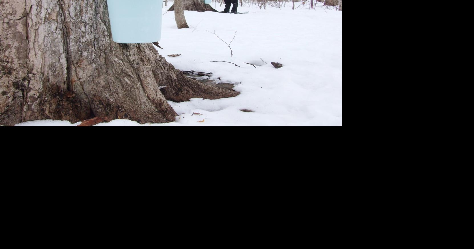 Early run of sap bodes well for OroMedonte's maple syrup producers