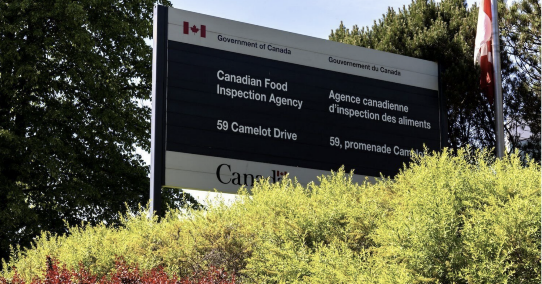 Flour recalled in Canada due to presence of insects